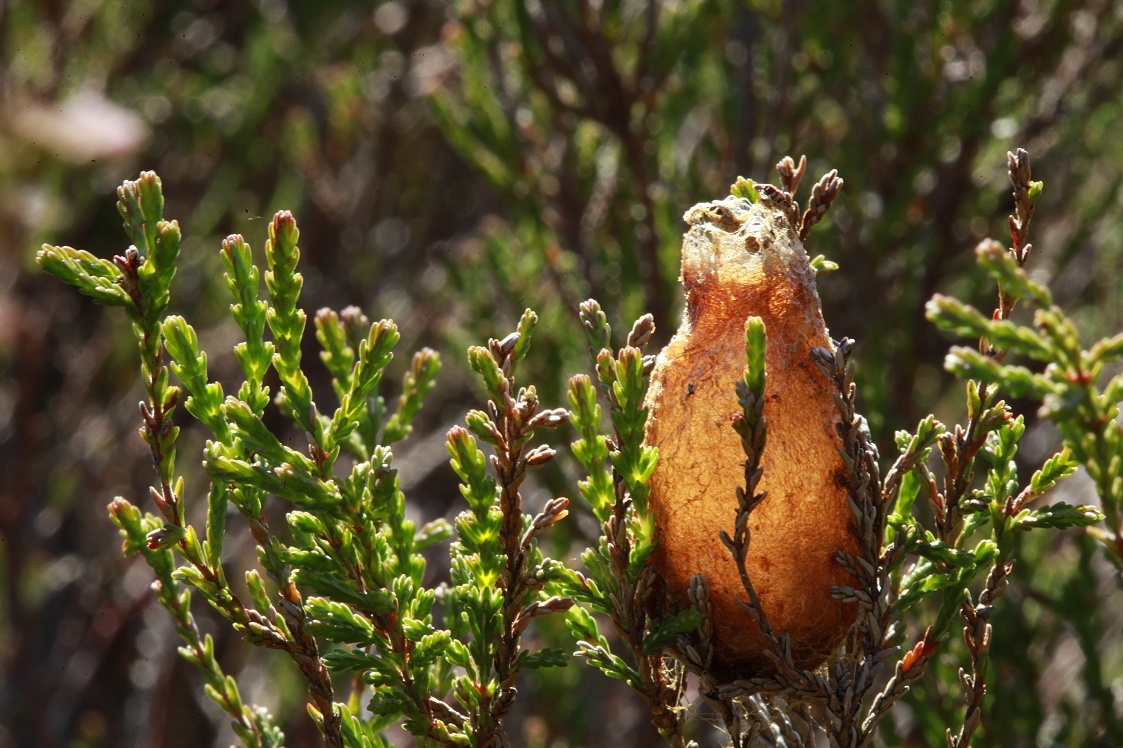 Backlit cocoon of an emperor moth